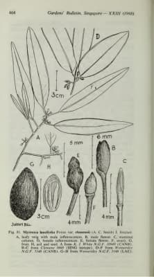 Myristica clemensii