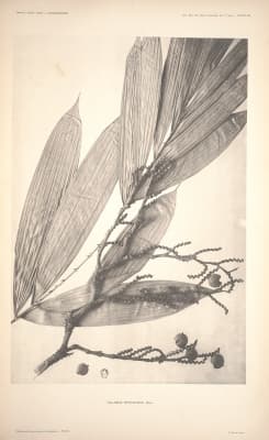 Calamus reyesianus