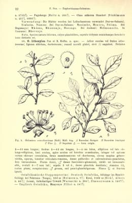 Suregada zanzibariensis