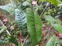 Dysoxylum mollissimum