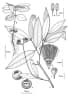 Syzygium puberulum