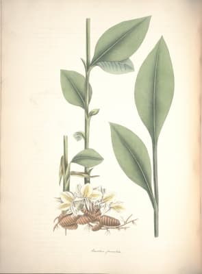 Amomum aromaticum