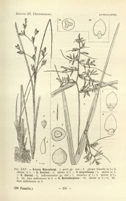 Scleria boivinii