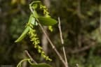 Sebastiania brasiliensis