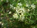 Asparagus suaveolens