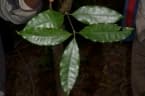 Pleiocarpa pycnantha