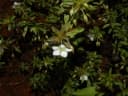 Sauvagesia erecta