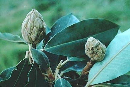 Magnolia iltisiana