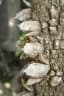 Zanthoxylum zanthoxyloides