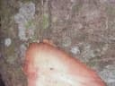 Dracontomelon lenticulatum