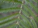 Acacia mearnsii