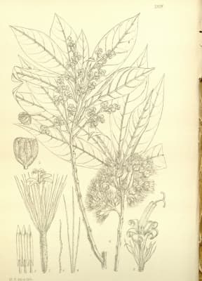 Brachylaena huillensis