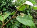 Dichapetalum timoriense