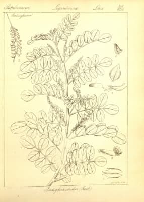 Indigofera coerulea