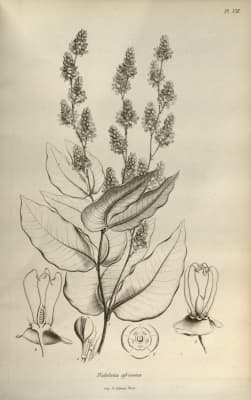 Didelotia africana