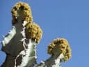 Euphorbia bussei
