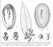 Cephalosphaera usambarensis