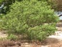Myoporum sandwicense