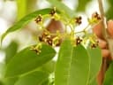 Schrebera arborea