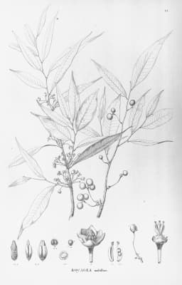 Bocageopsis multiflora