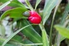 Podocarpus oleifolius