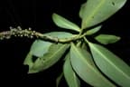 Myrsine umbellata