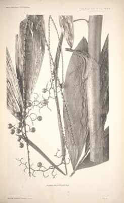 Calamus megaphyllus