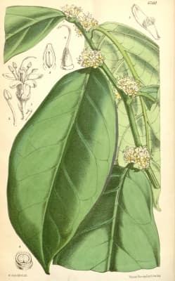 Icacina mannii