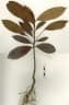 Palaquium galactoxylum
