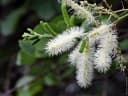 Mimosa caesalpiniifolia