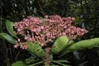 Hortia brasiliana