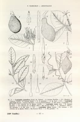 Landolphia nitens