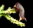 Edithcolea grandis