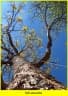 Handroanthus vellosoi