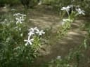 Plumbago scandens