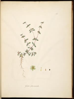 Gisekia pharnaceoides