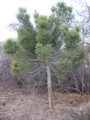 Euphorbia tirucalli