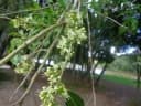 Ilex brevicuspis