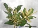 Clethra scabra