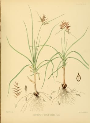 Cyperus bulbosus