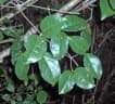 Eugenia axillaris