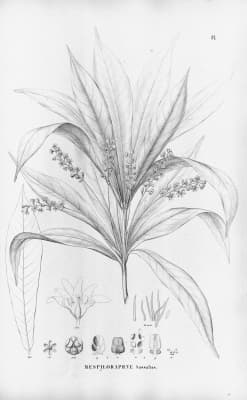 Ocotea sassafras