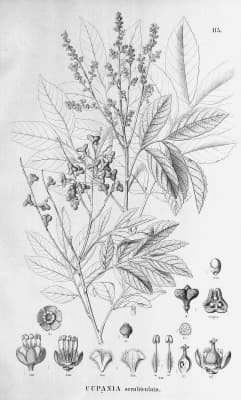 Cupania scrobiculata