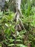 Pandanus dubius