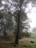 Quercus humboldtii
