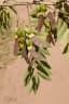 Machaerium acutifolium