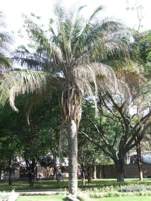 Attalea princeps
