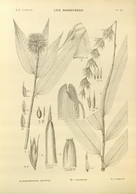 Cephalostachyum capitatum