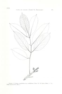 Protium tenuifolium