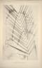 Calamus heteroideus